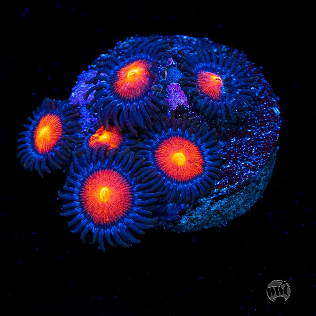 WWC Burning Mans Zoanthids