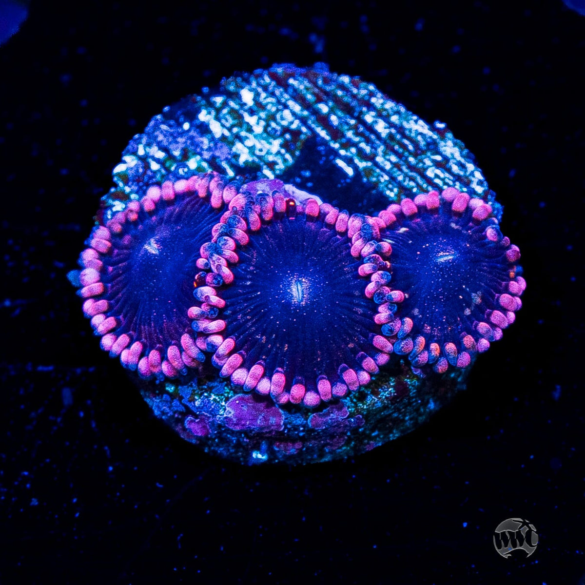 Celestial Rift Zoanthids