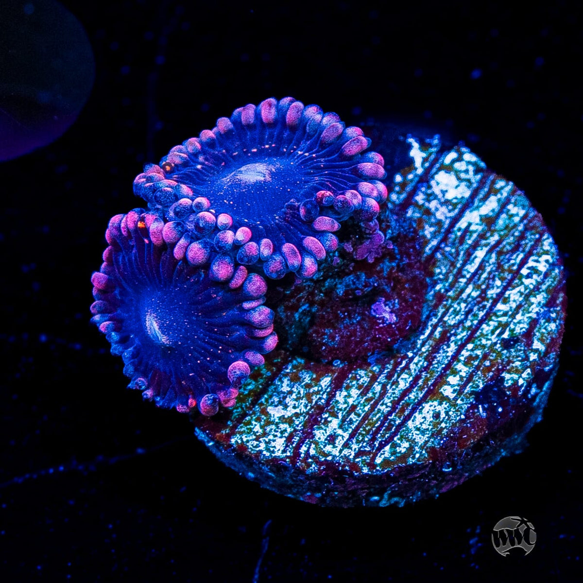 Celestial Rift Zoanthids