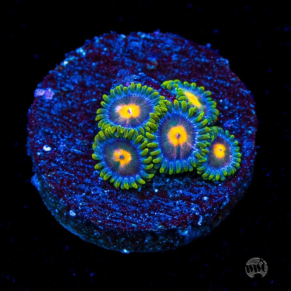 Blue Pinwheel Zoanthids