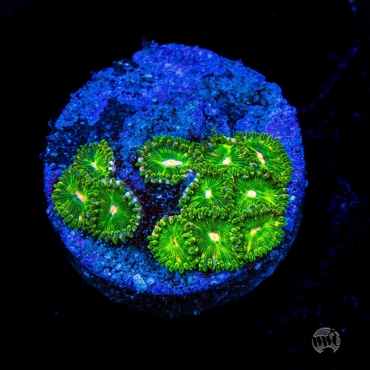 WWC Pine Nutz Zoanthids
