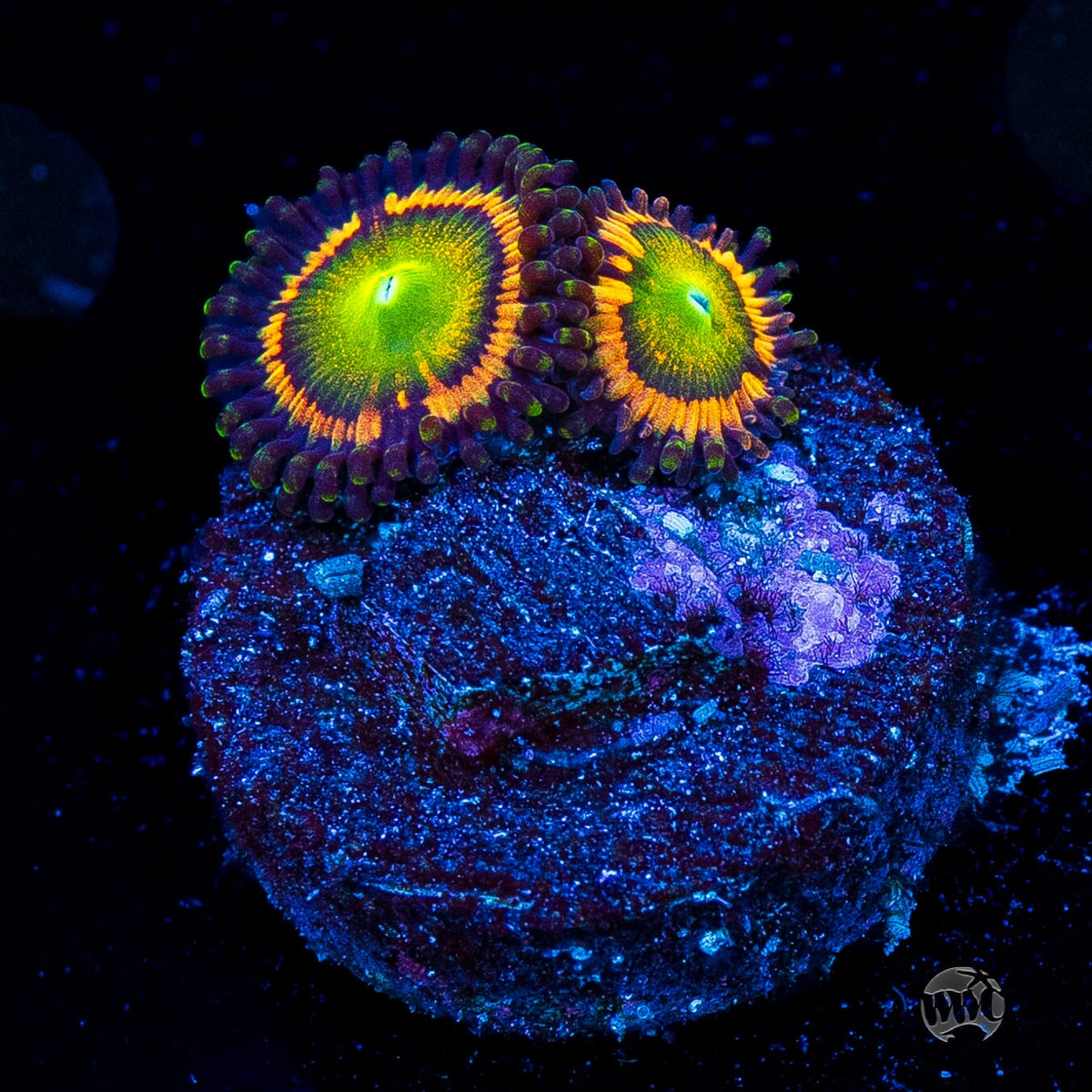 Citrus Cooler Zoanthids