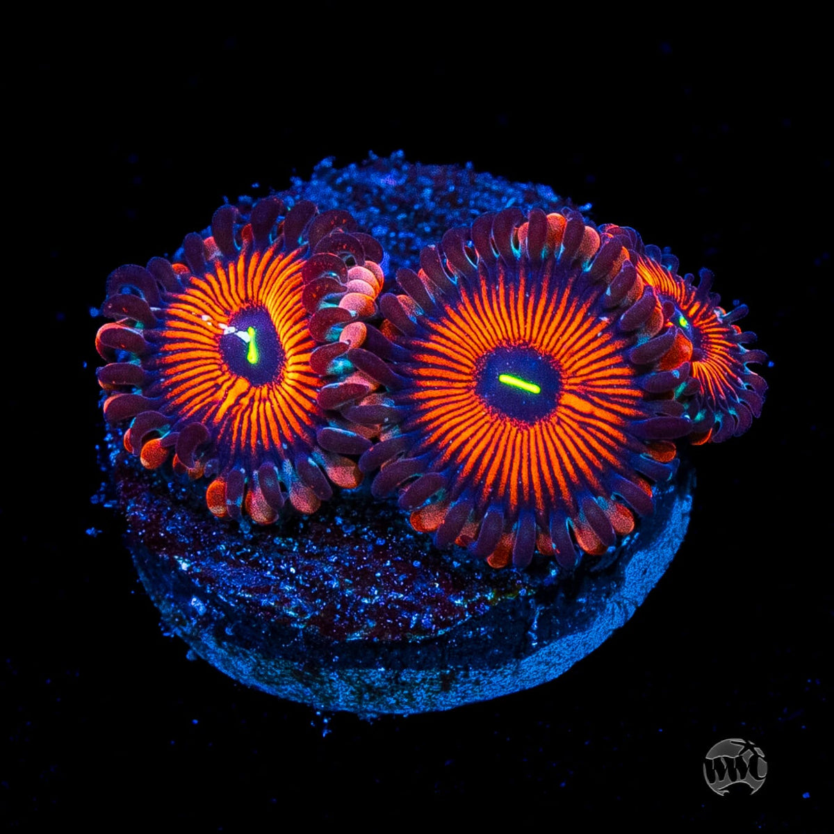 Seduction Zoanthids