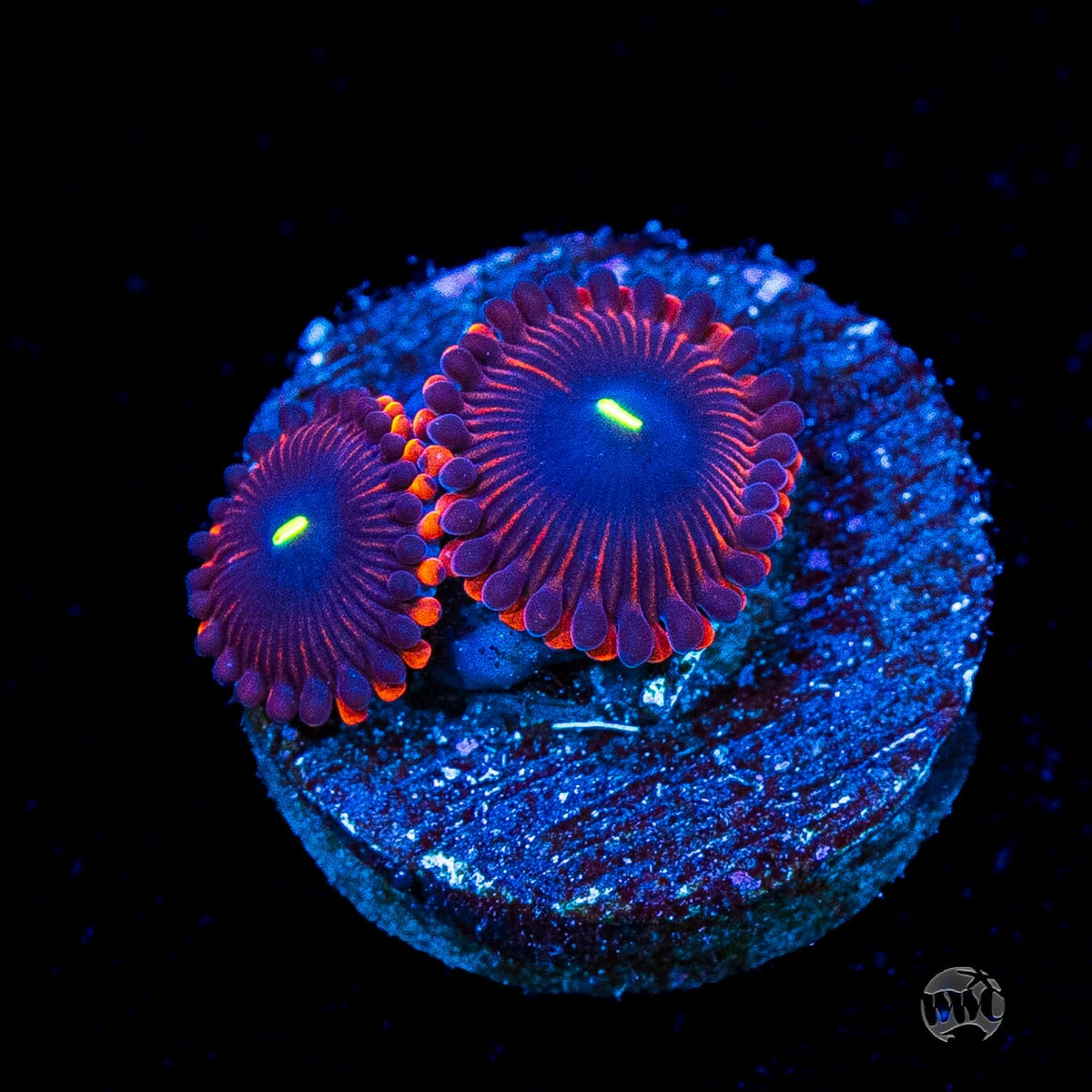 Wannabe RPE Zoanthids