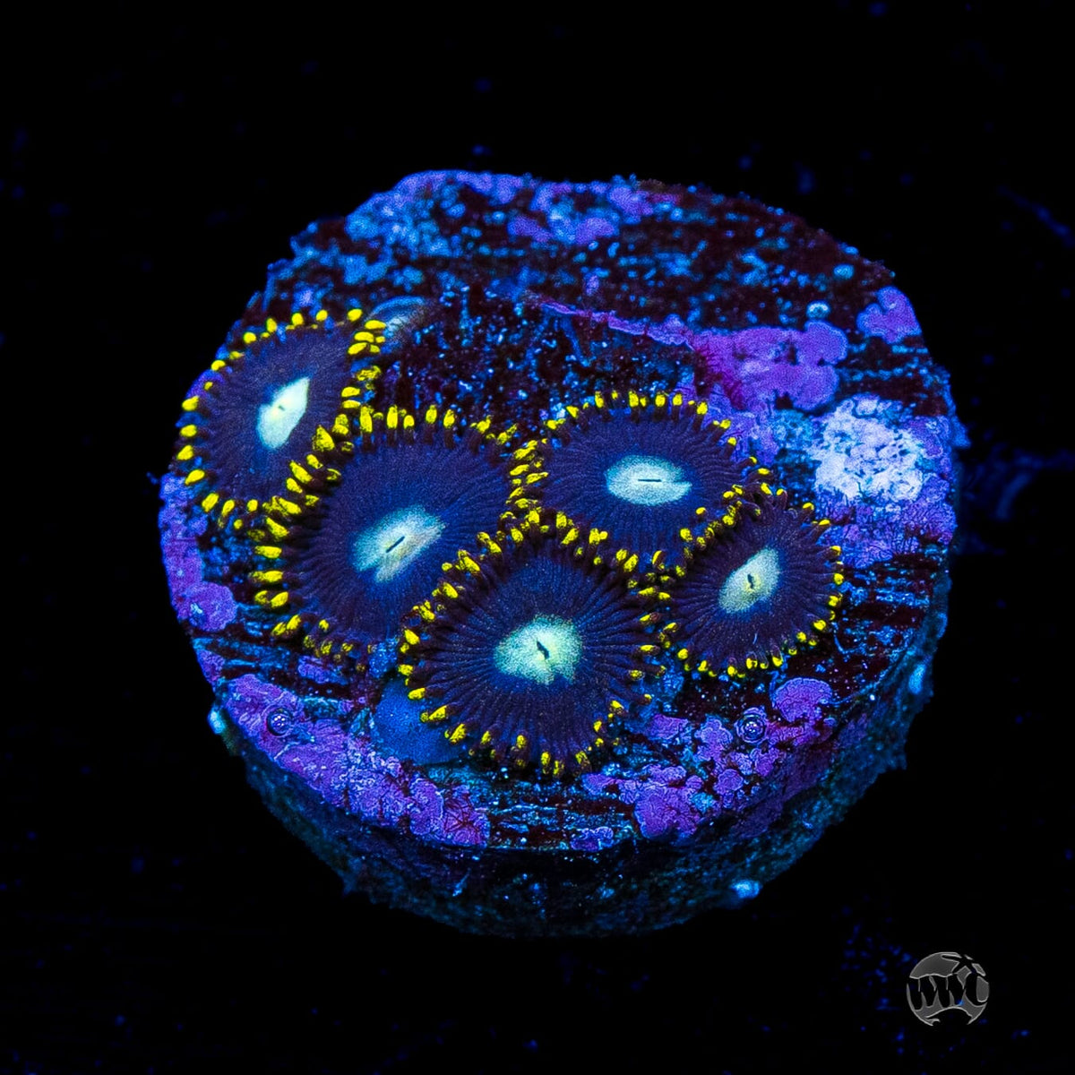 WWC Crown Royal Zoanthids