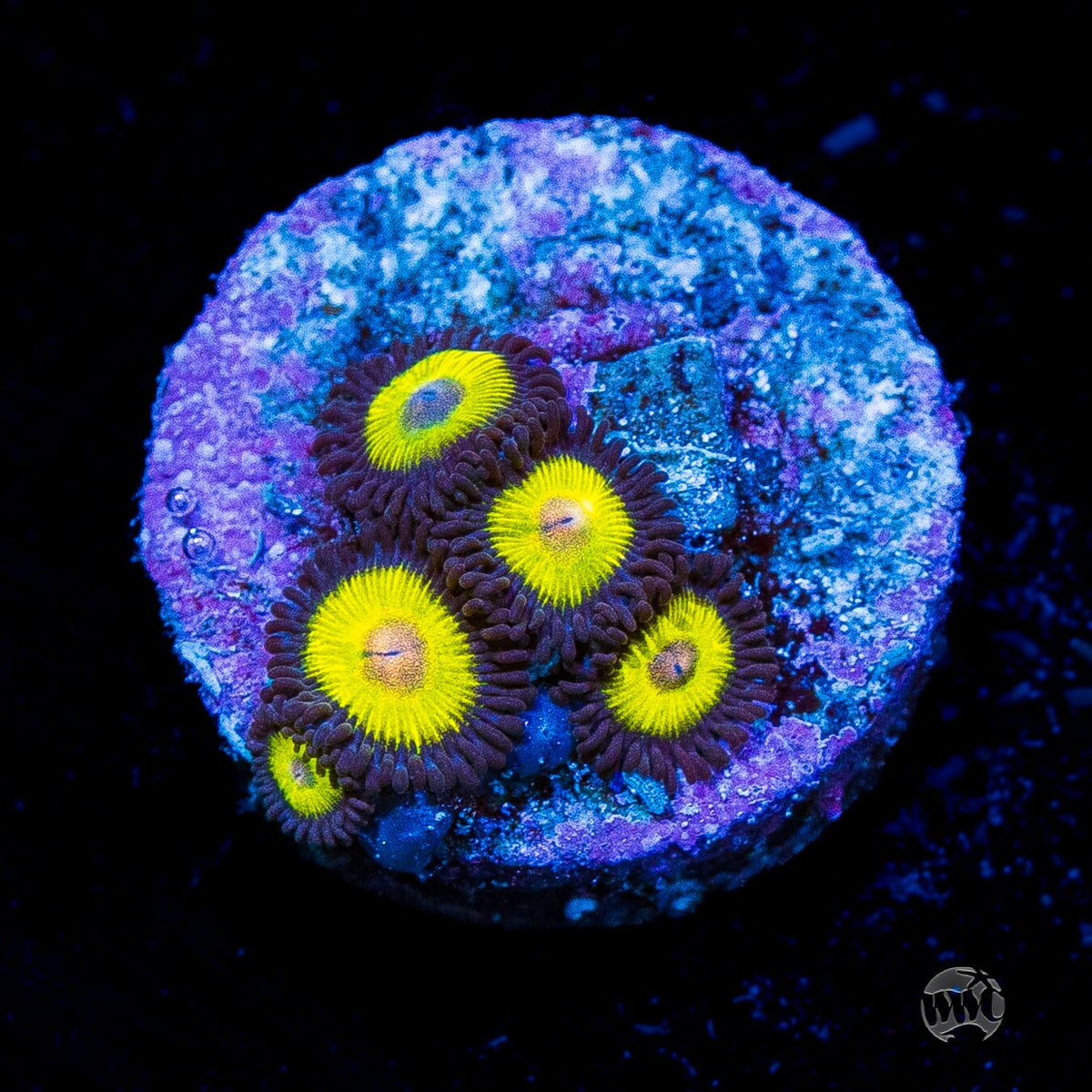 Golden Eye Zoanthids