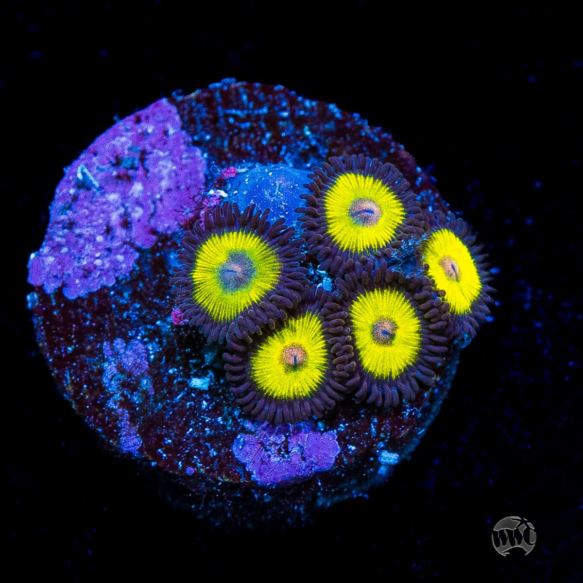 Golden Eye Zoanthids