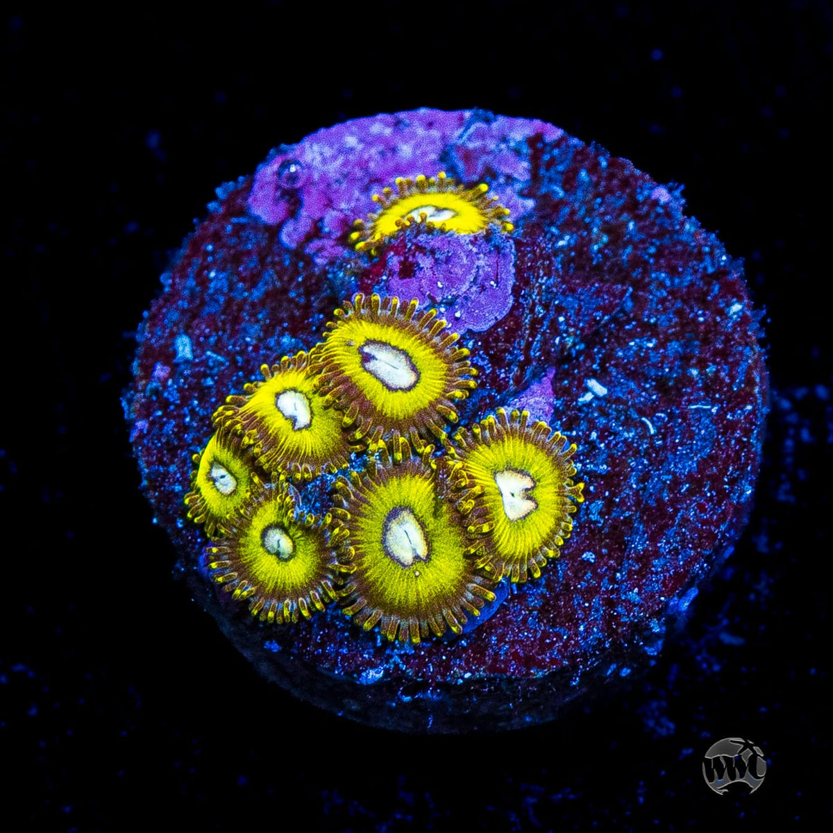 Pikachuz Zoanthids
