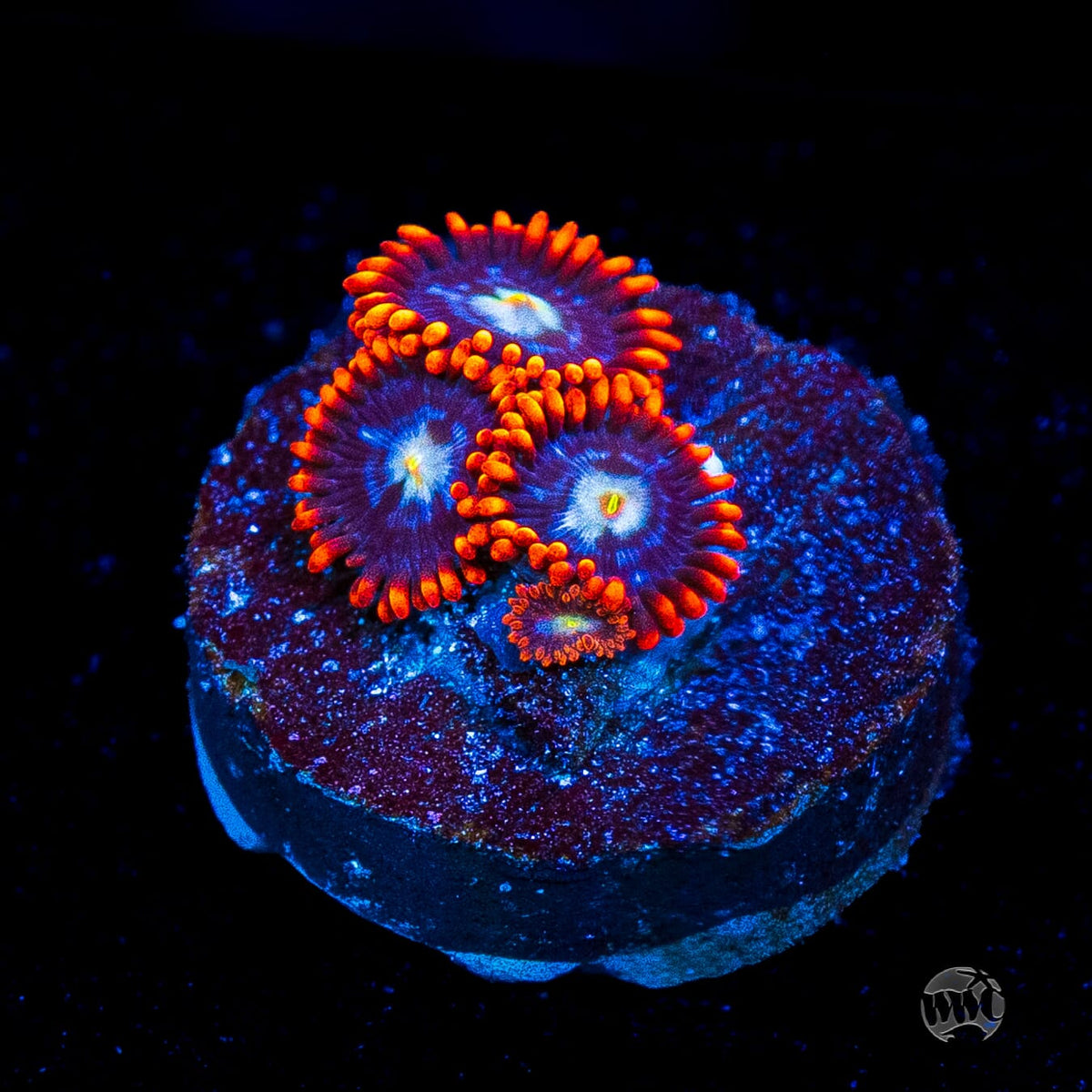 Red Steel Zoanthids