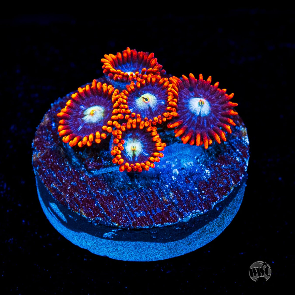 Red Steel Zoanthids