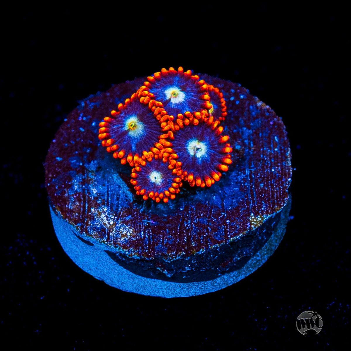 Red Steel Zoanthids