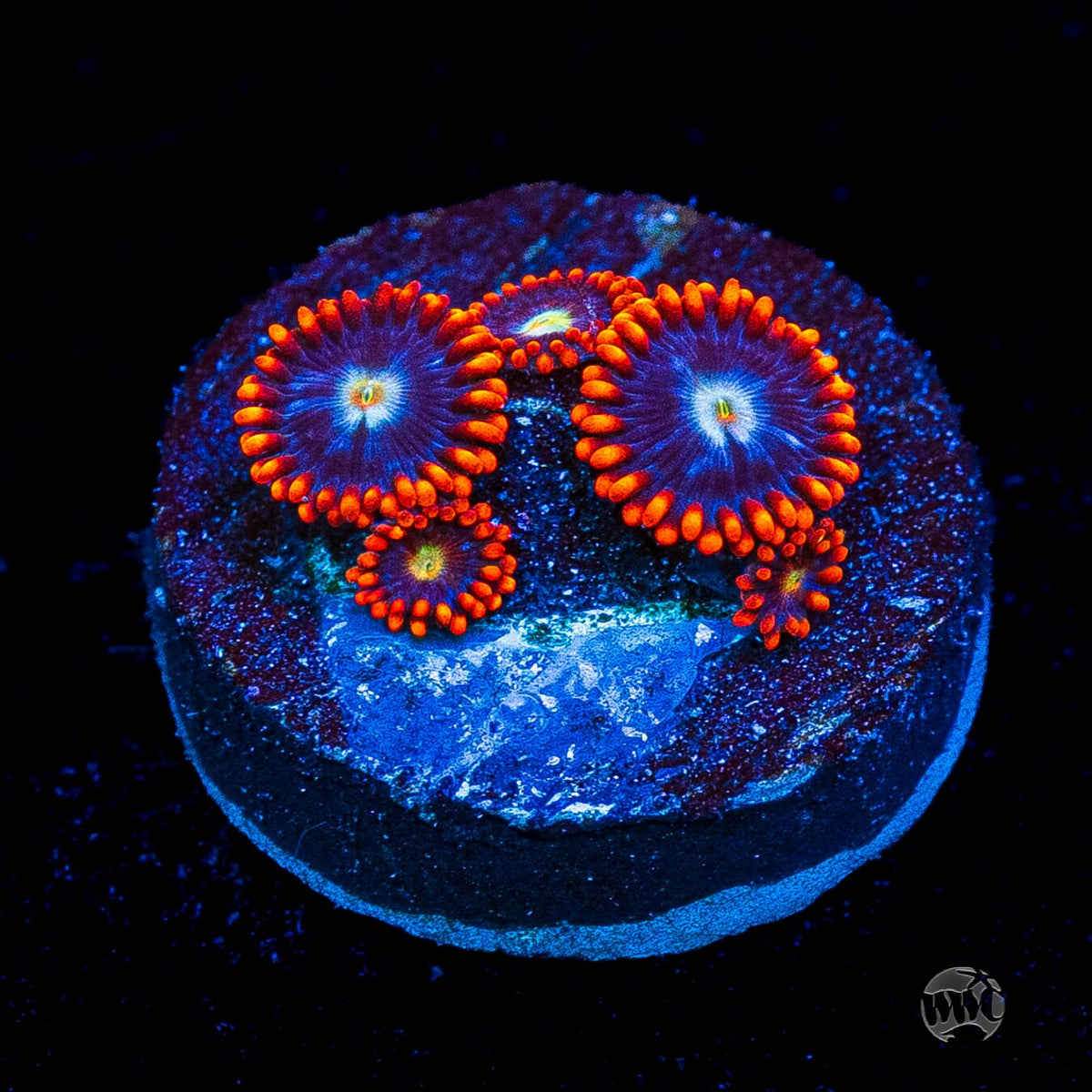Red Steel Zoanthids