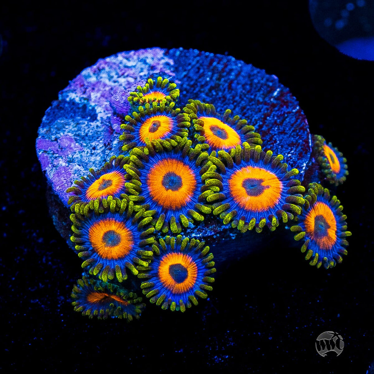 Jungle Juice Zoanthids