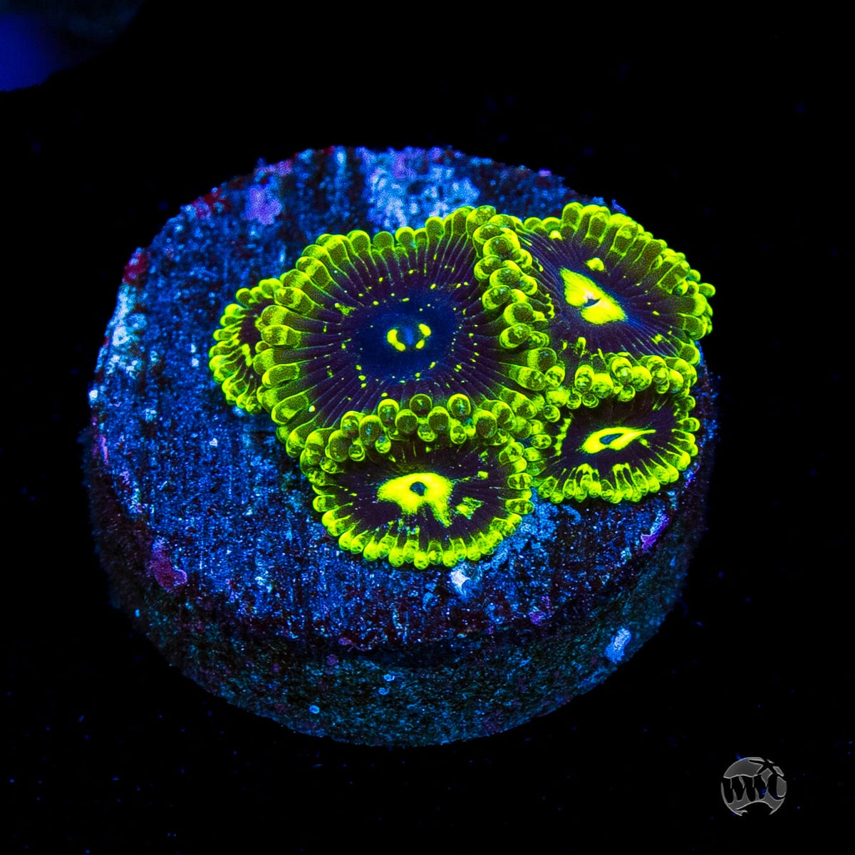 Exosphere Zoanthids