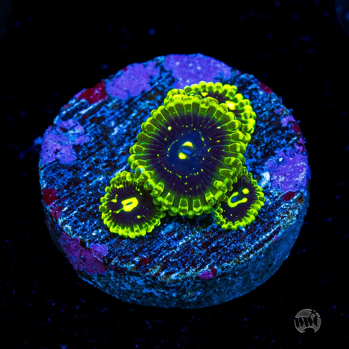 Exosphere Zoanthids