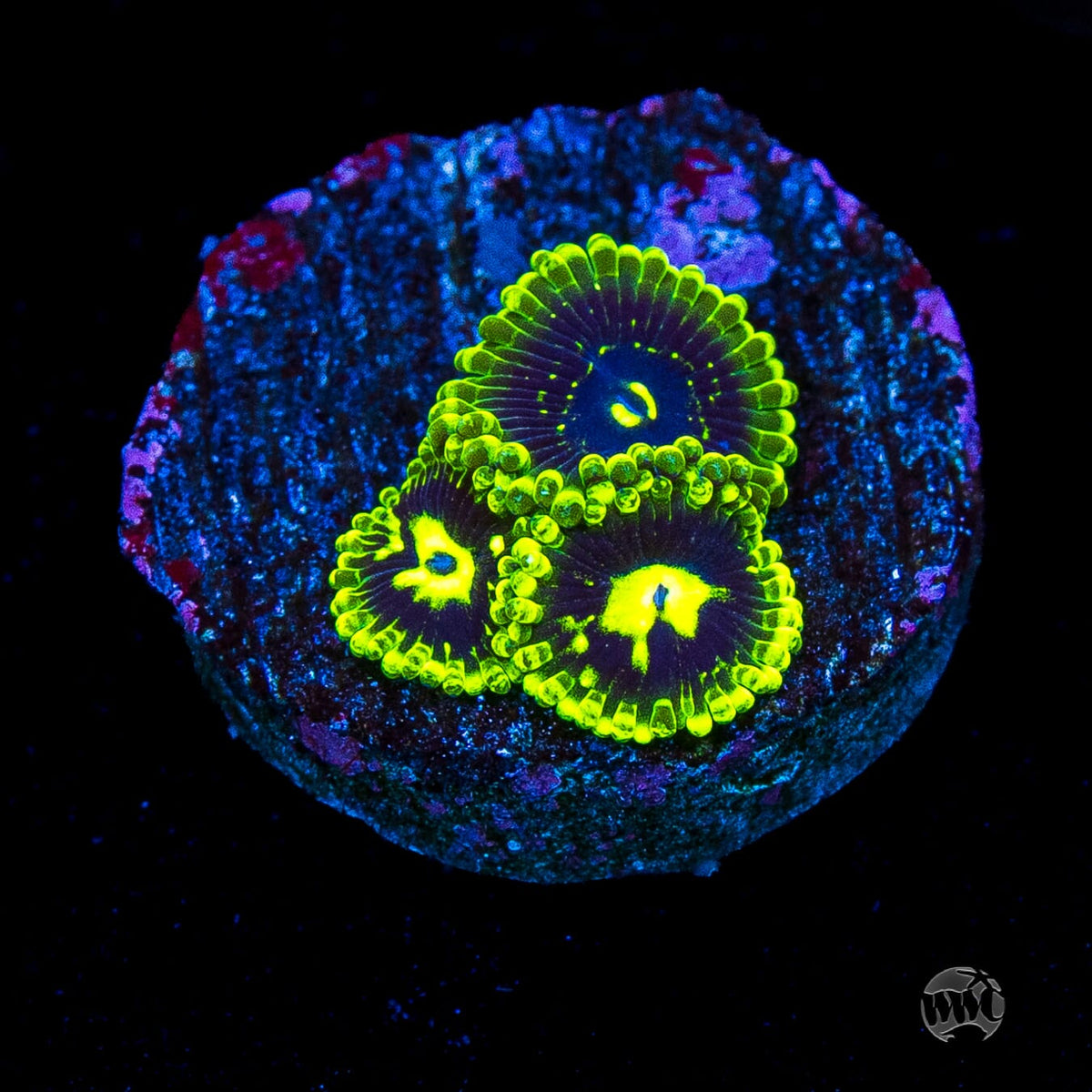 Exosphere Zoanthids
