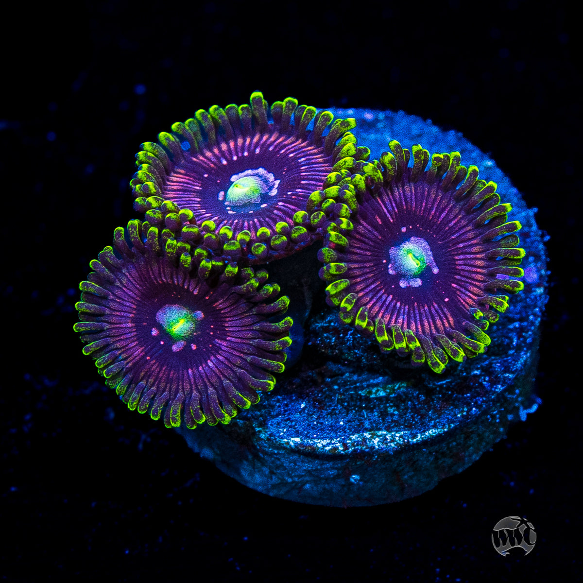 WWC Black Orchid Zoanthids