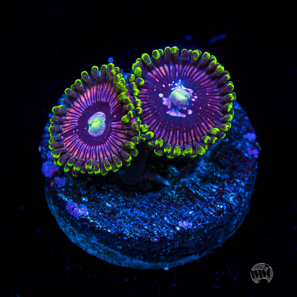 WWC Black Orchid Zoanthids
