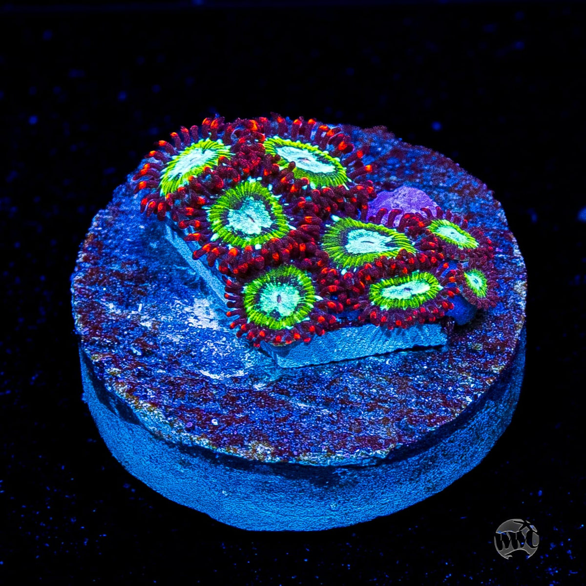 WWC Viridian Zoanthids