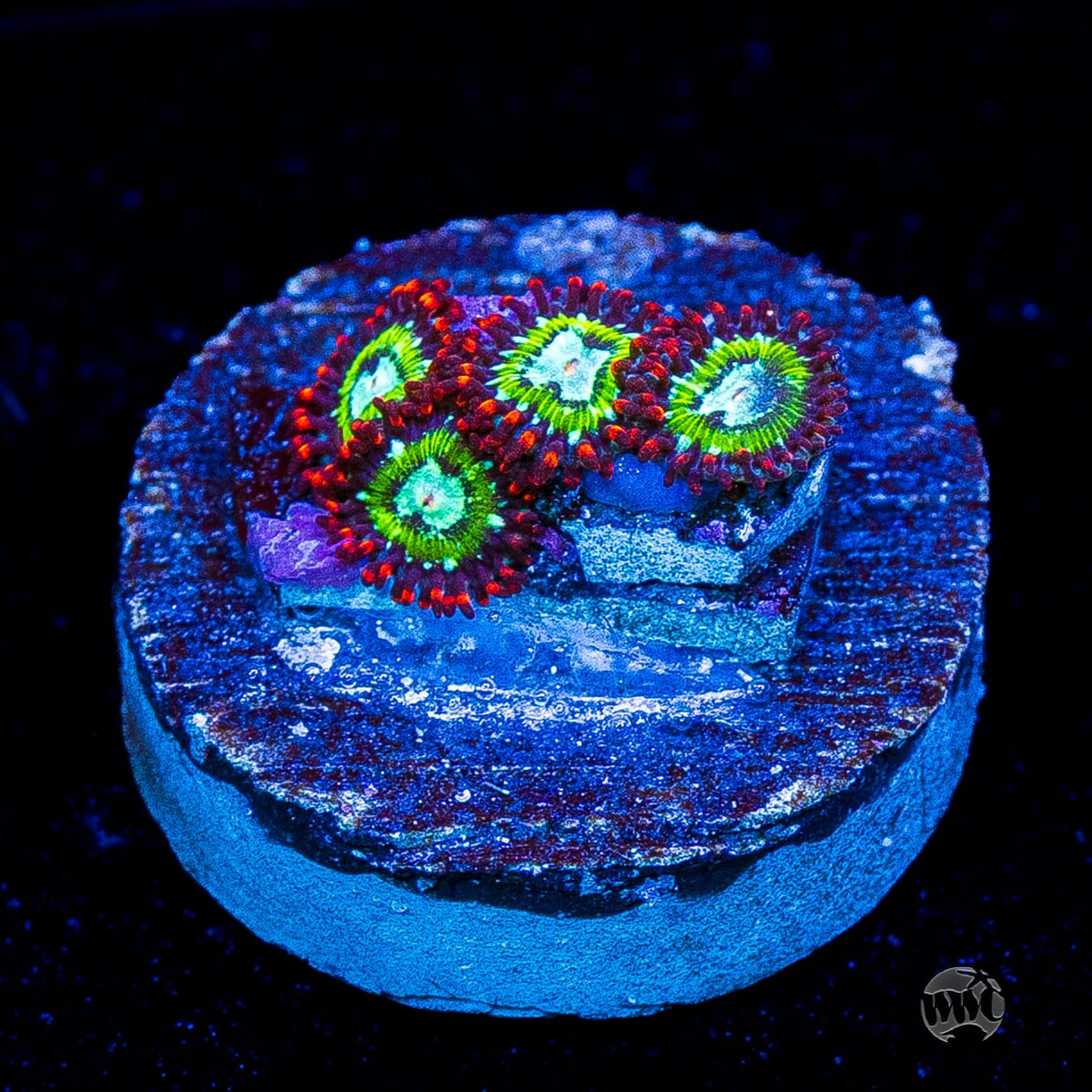 WWC Viridian Zoanthids