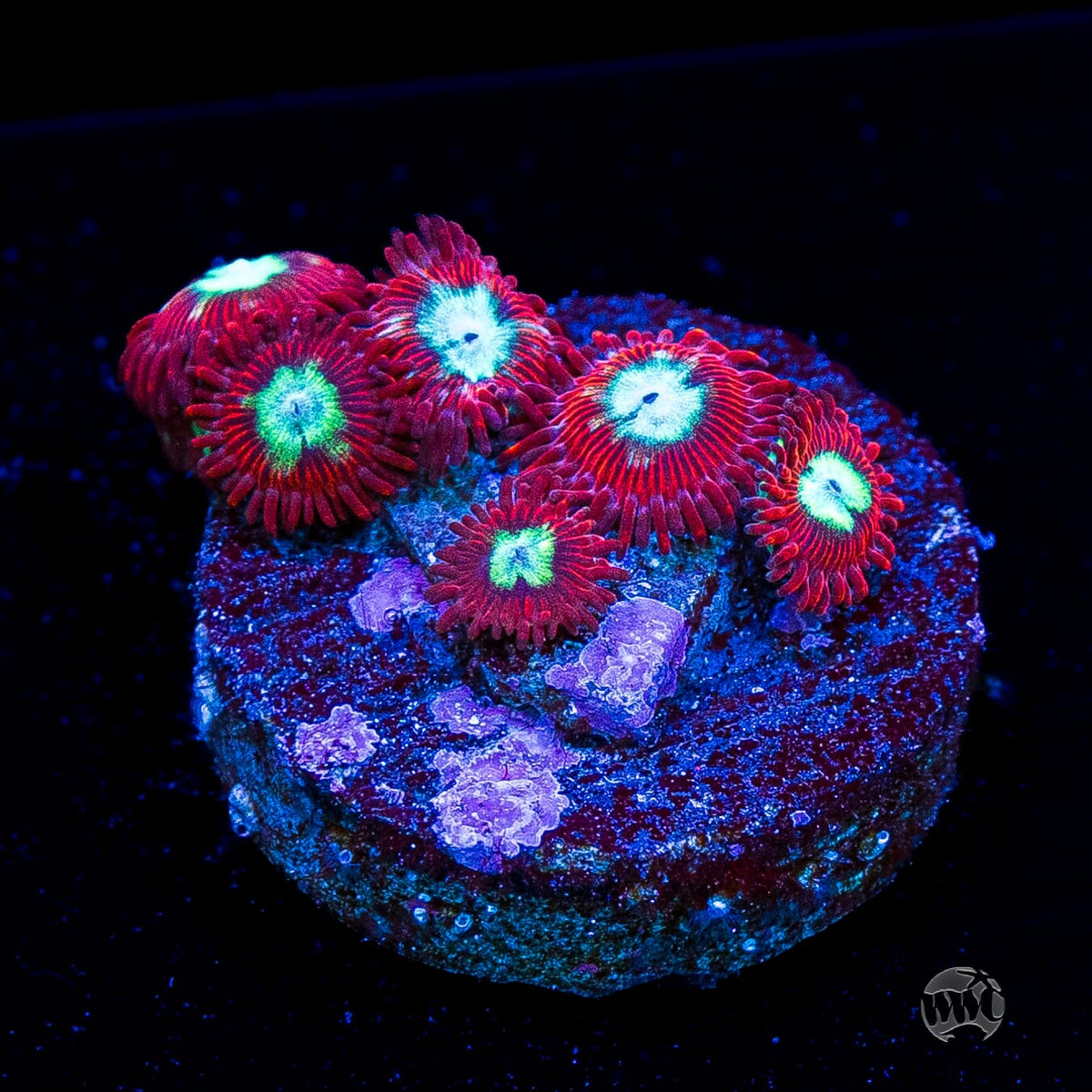 WWC Bloodlust Zoanthids
