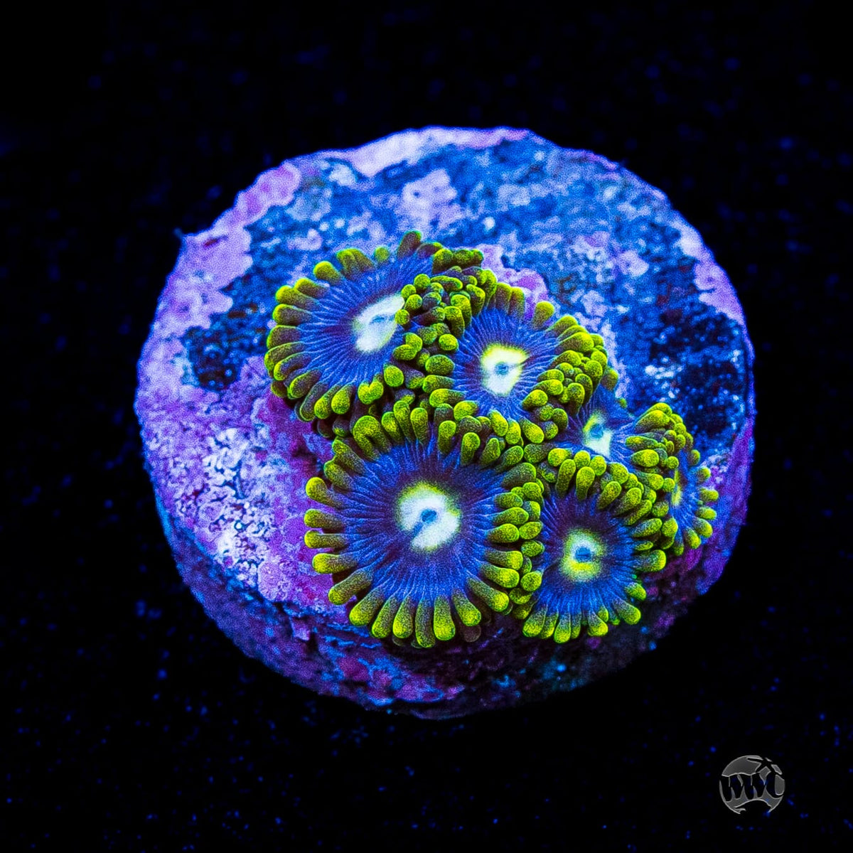 Blueberry Fields Zoanthids
