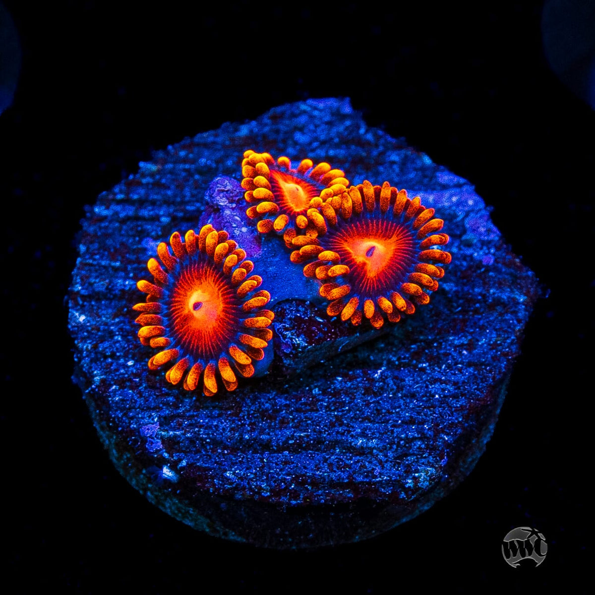 Bam Bamz Zoanthids