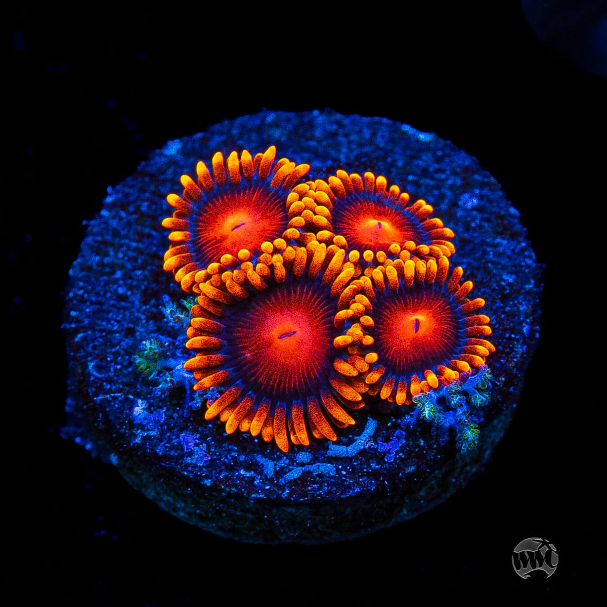 Bam Bamz Zoanthids