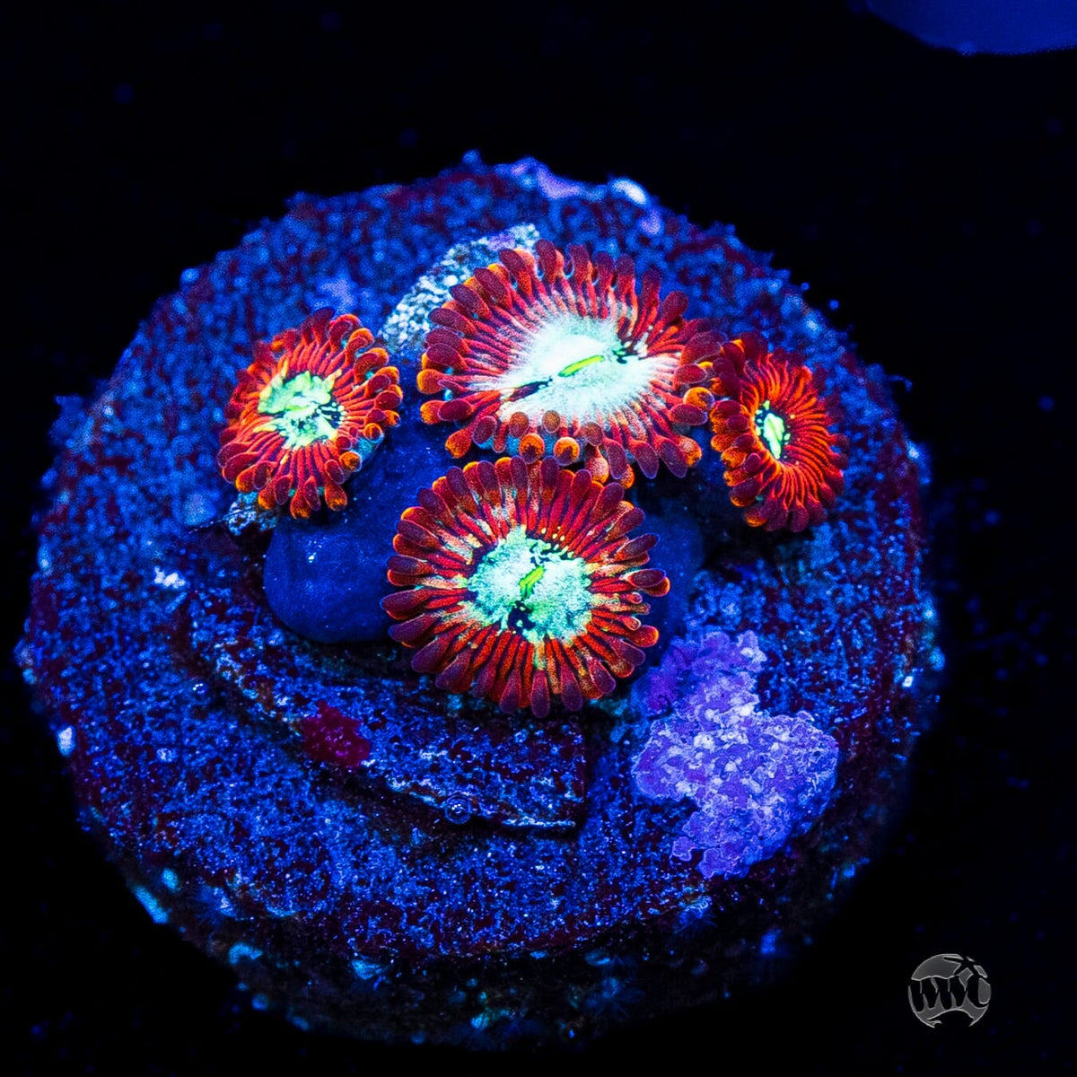 WWC Warlock Zoanthids