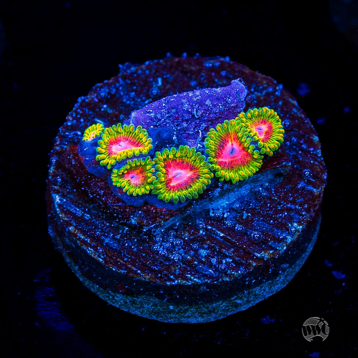 Awesome Blossom Zoanthids