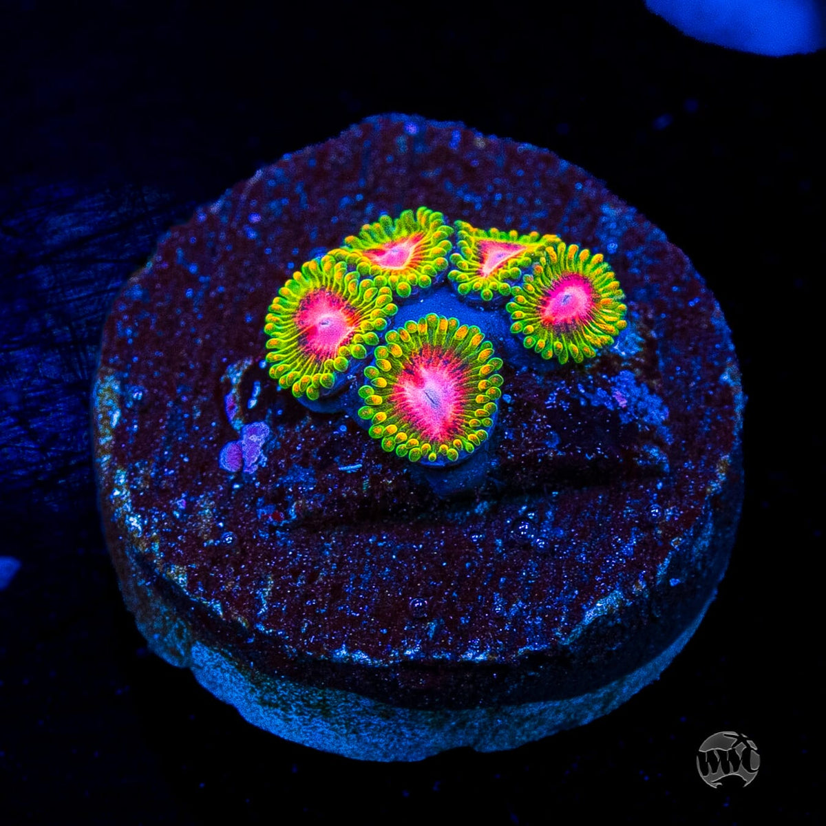 Awesome Blossom Zoanthids