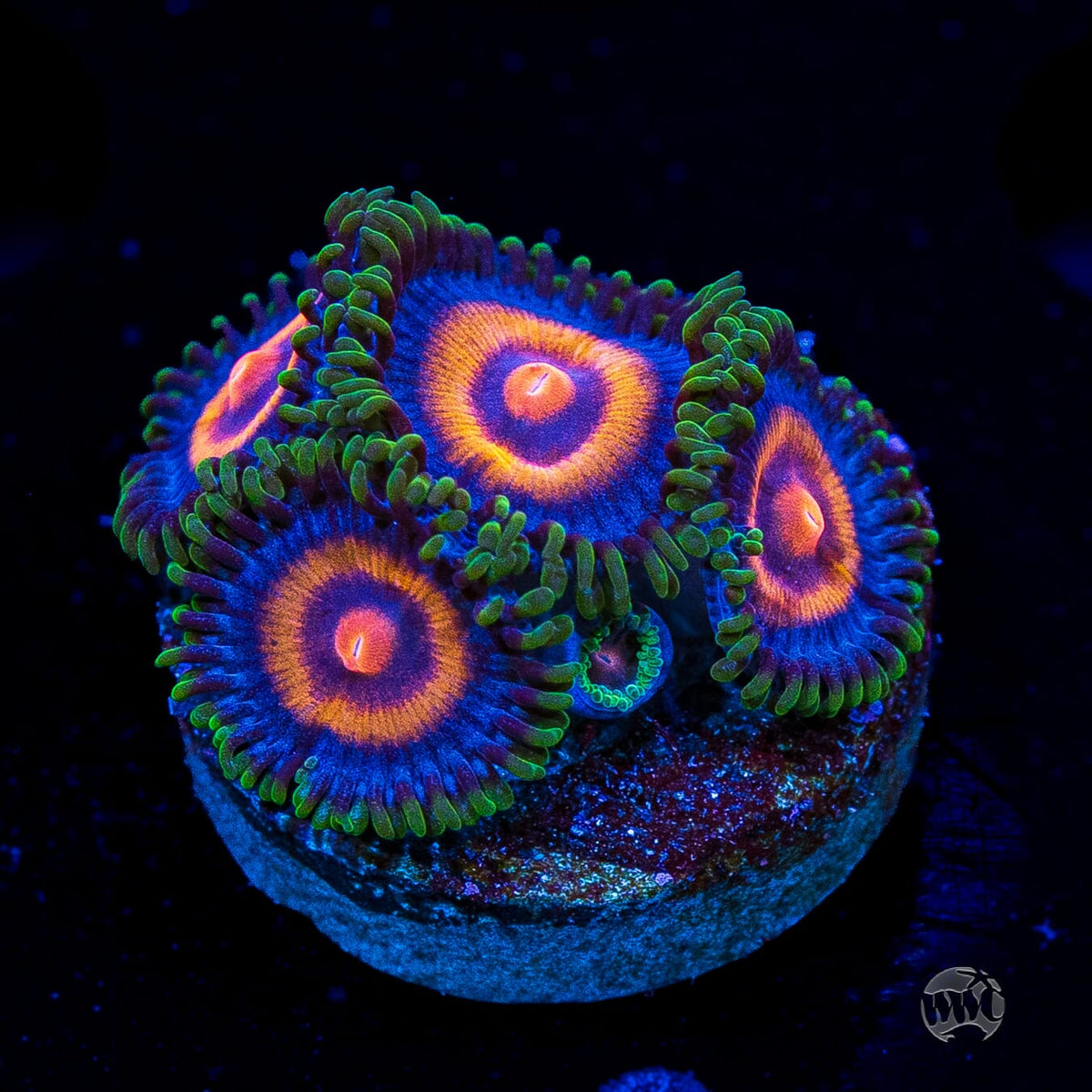 Supergirls Zoanthids