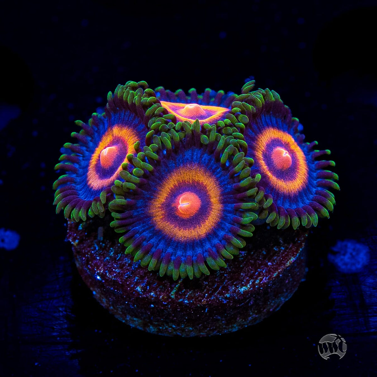 Supergirls Zoanthids