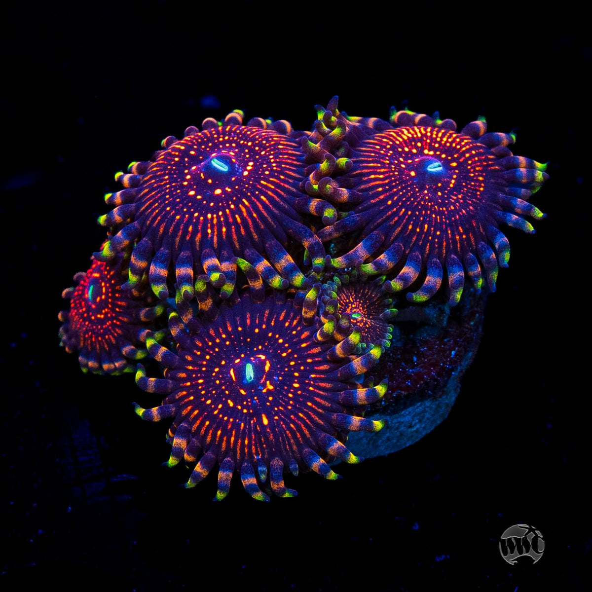ARC Nightcrawler Zoanthids