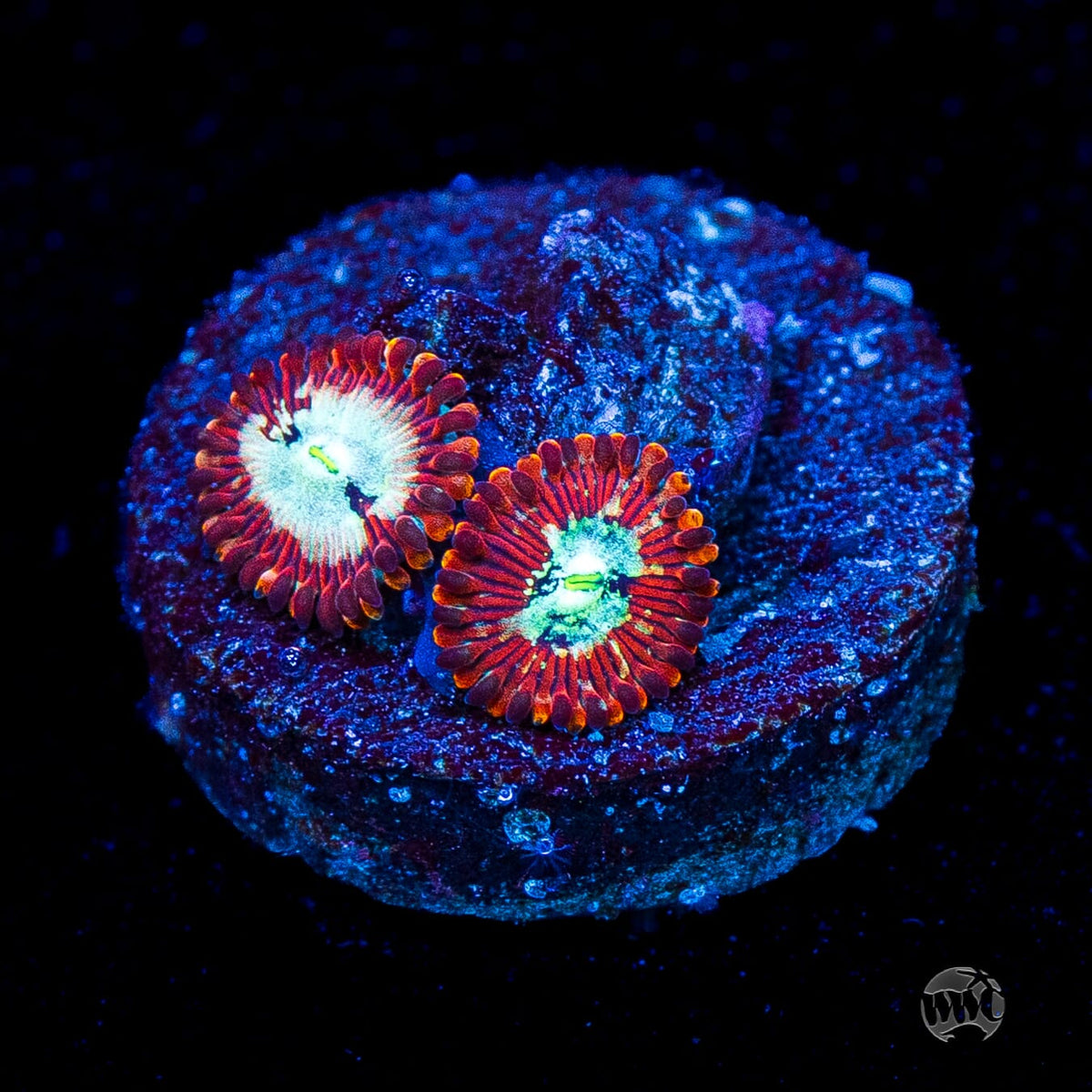 WWC Warlock Zoanthids