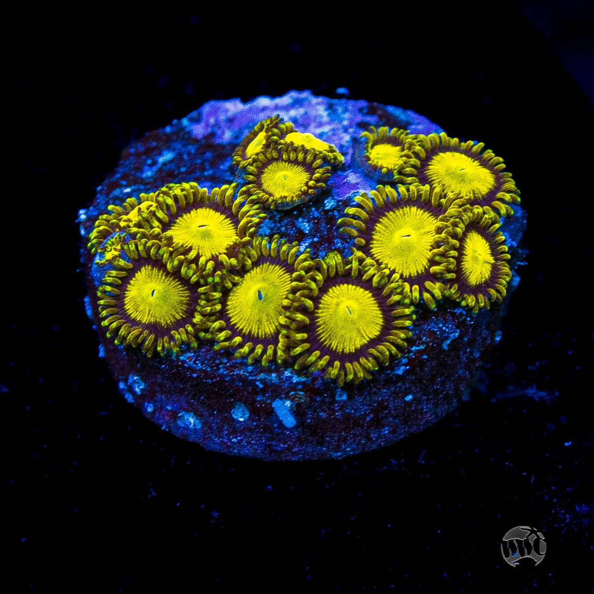 WWC King Midas Zoanthids