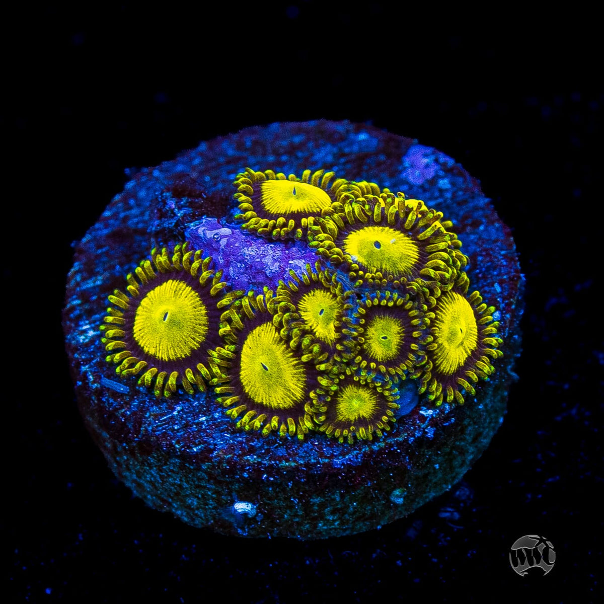 WWC King Midas Zoanthids