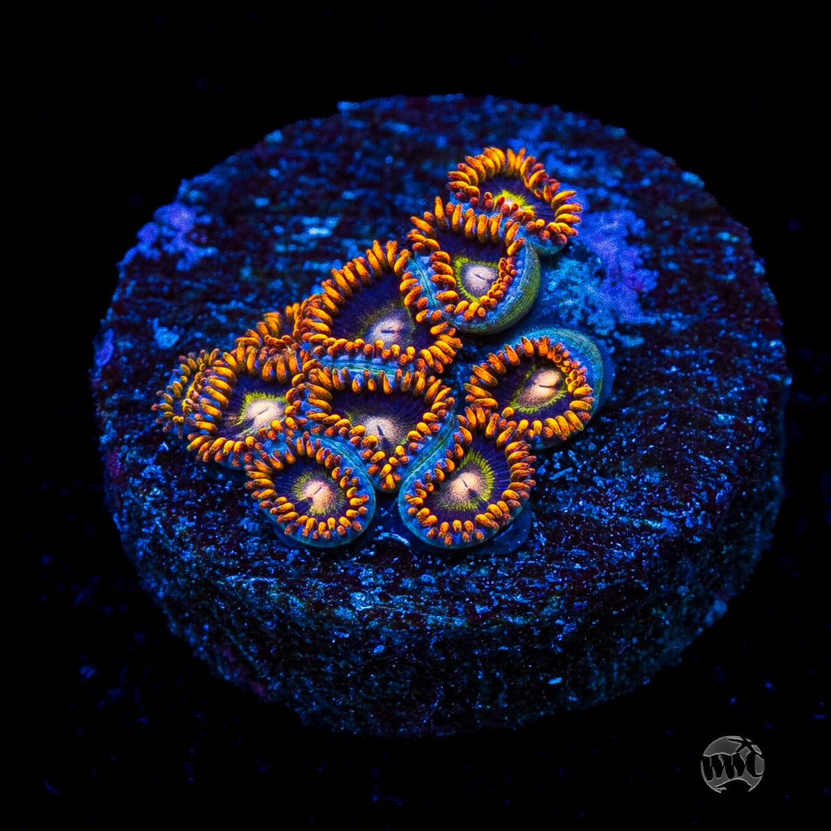 Rainbow Hornet Zoanthids