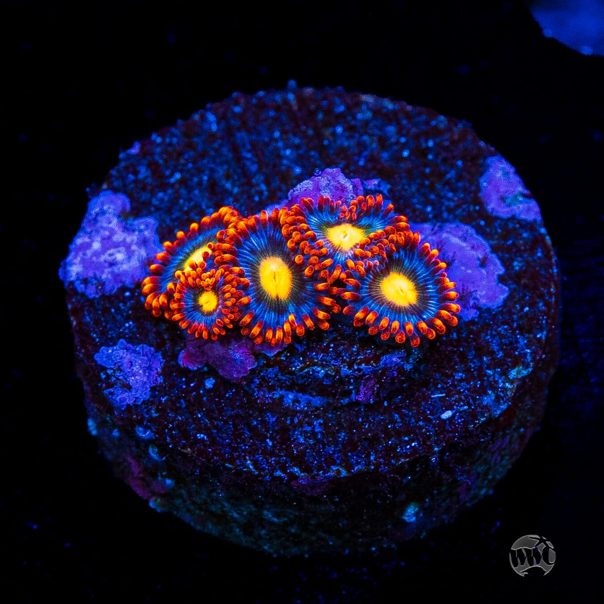 WWC Bongo Babes Zoanthids