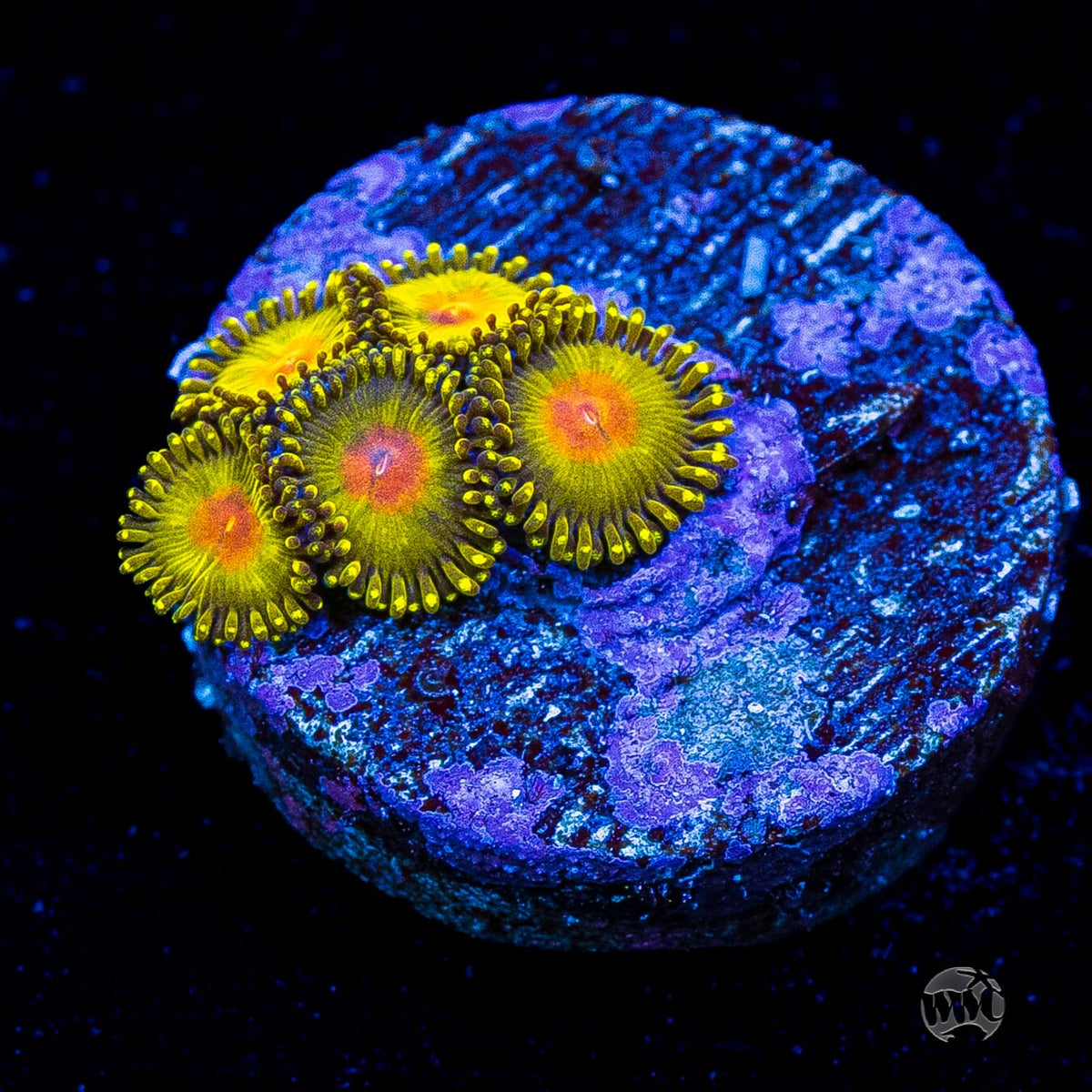 WWC Golden Gods Zoanthids