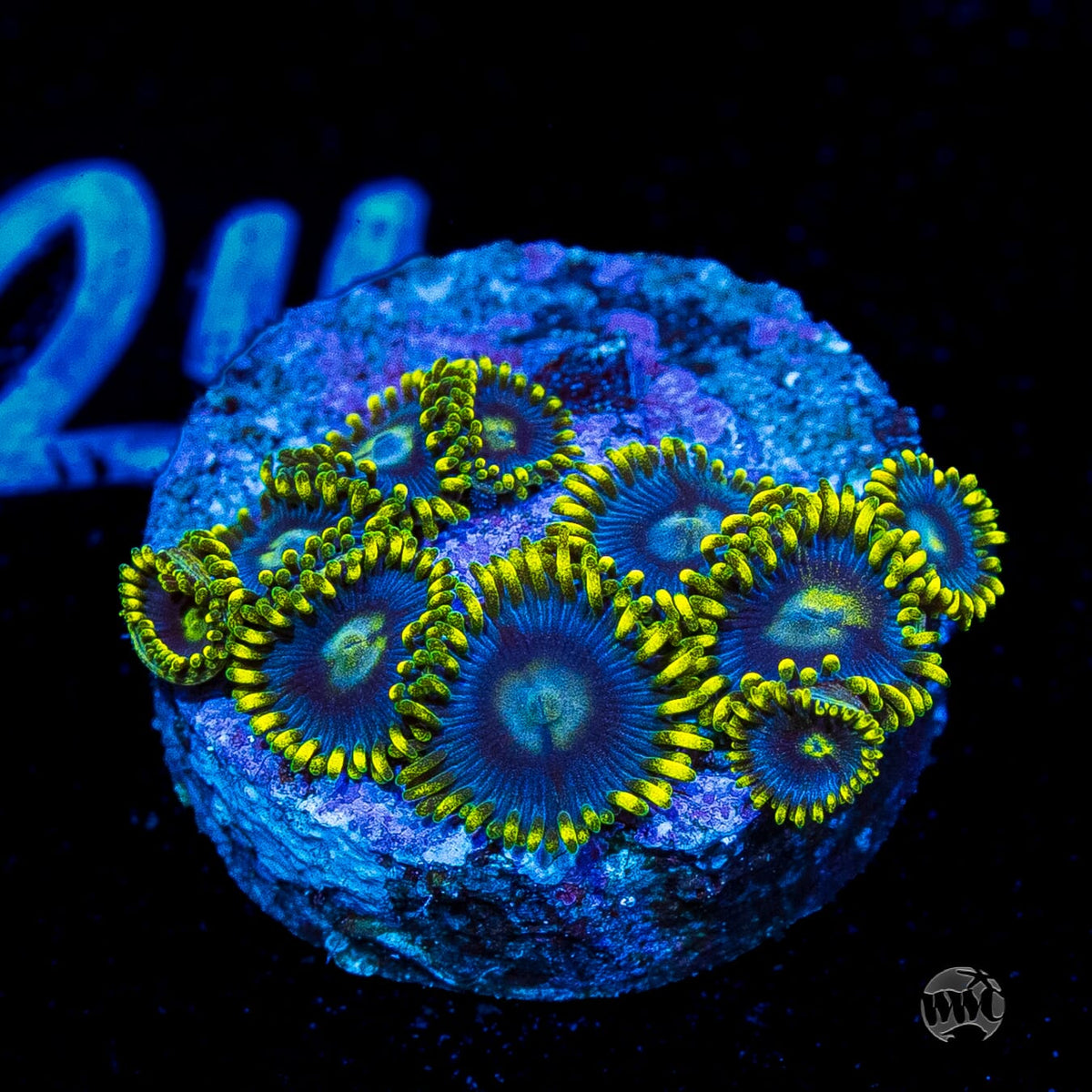 Blueberry Fields Zoanthids