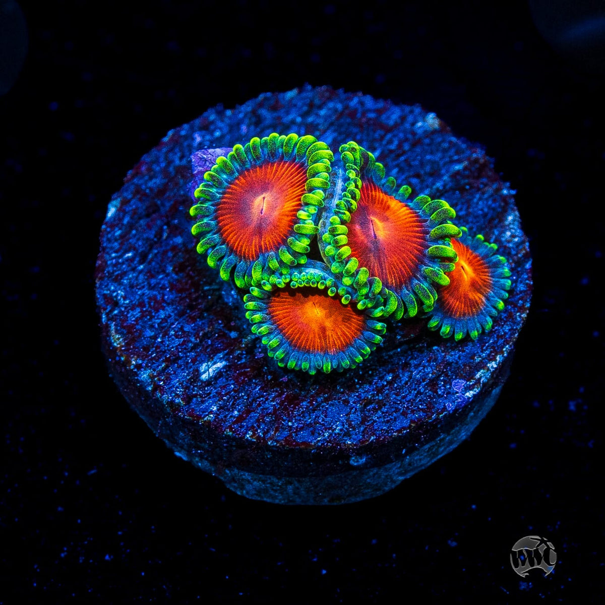 WWC Elemental Fury Zoanthids