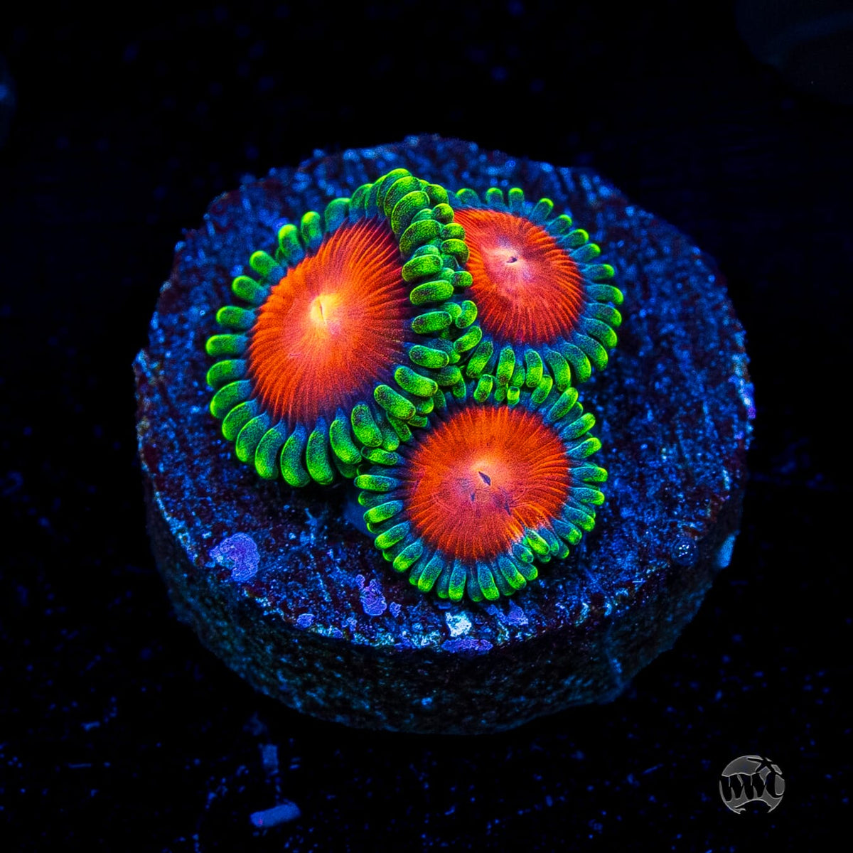 WWC Elemental Fury Zoanthids
