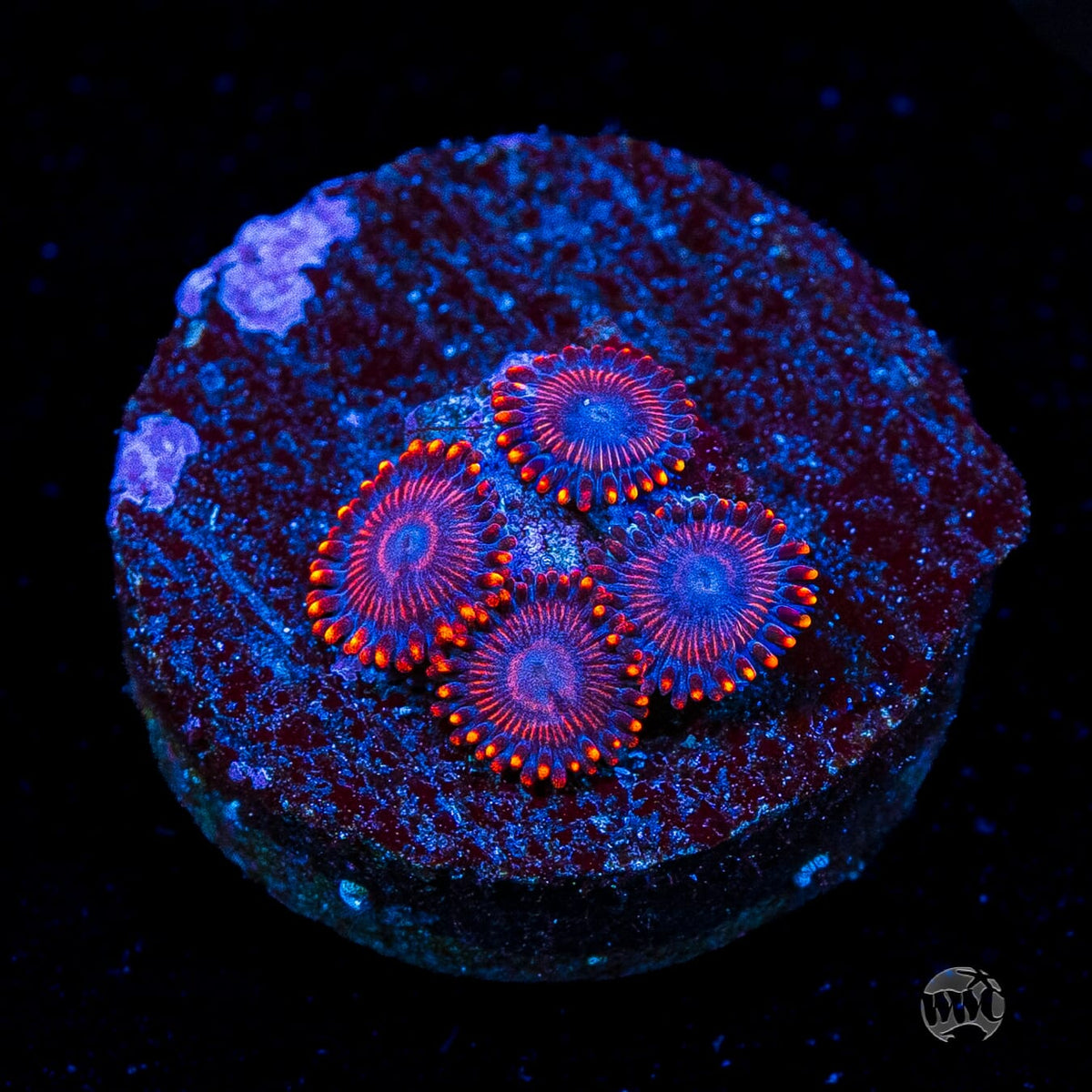 WWC Flaming Dragon Zoanthids