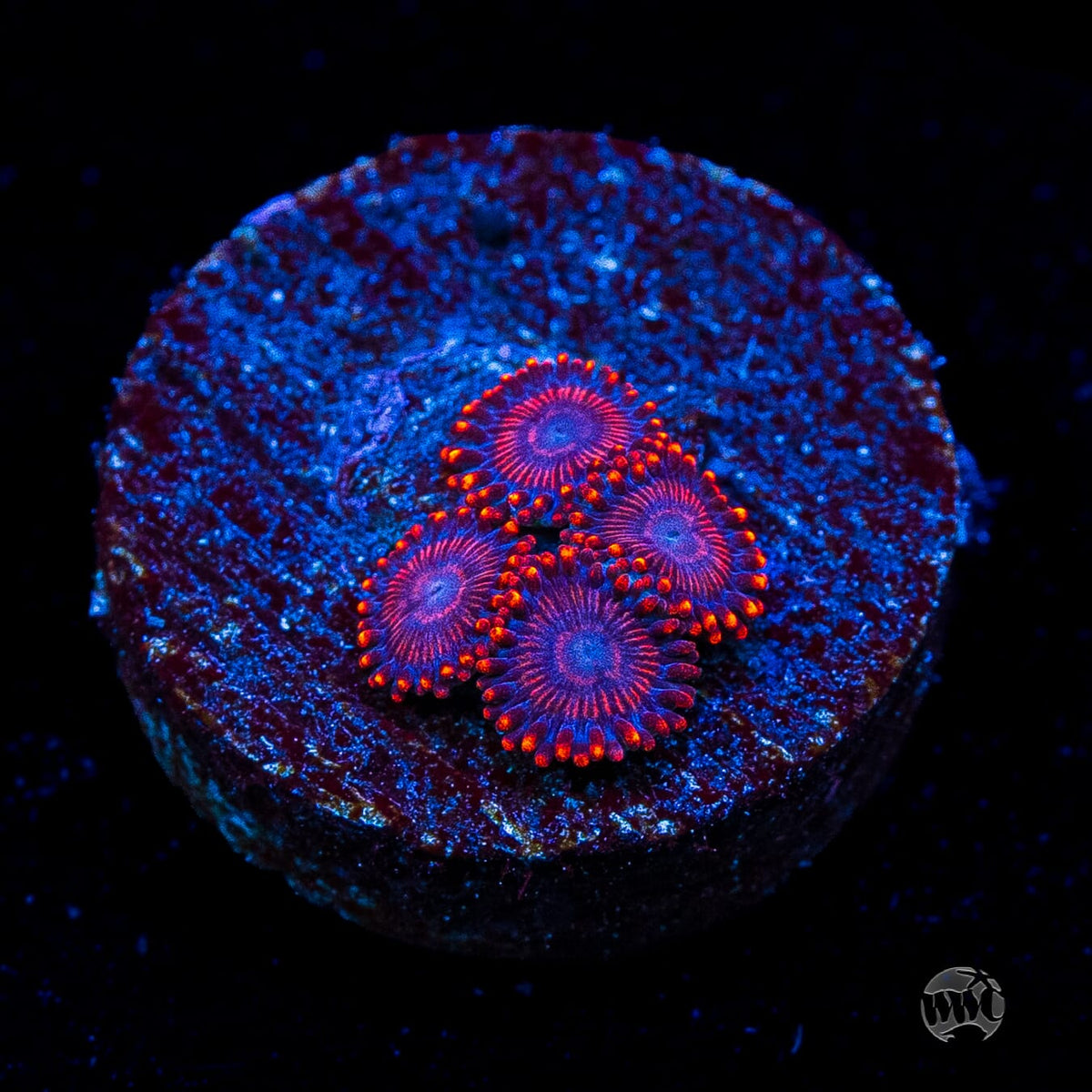 WWC Flaming Dragon Zoanthids