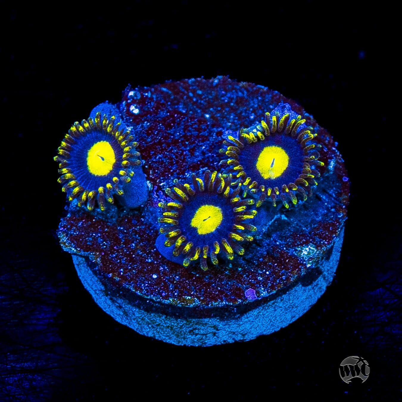 WWC Crazy Kimchi Zoanthids