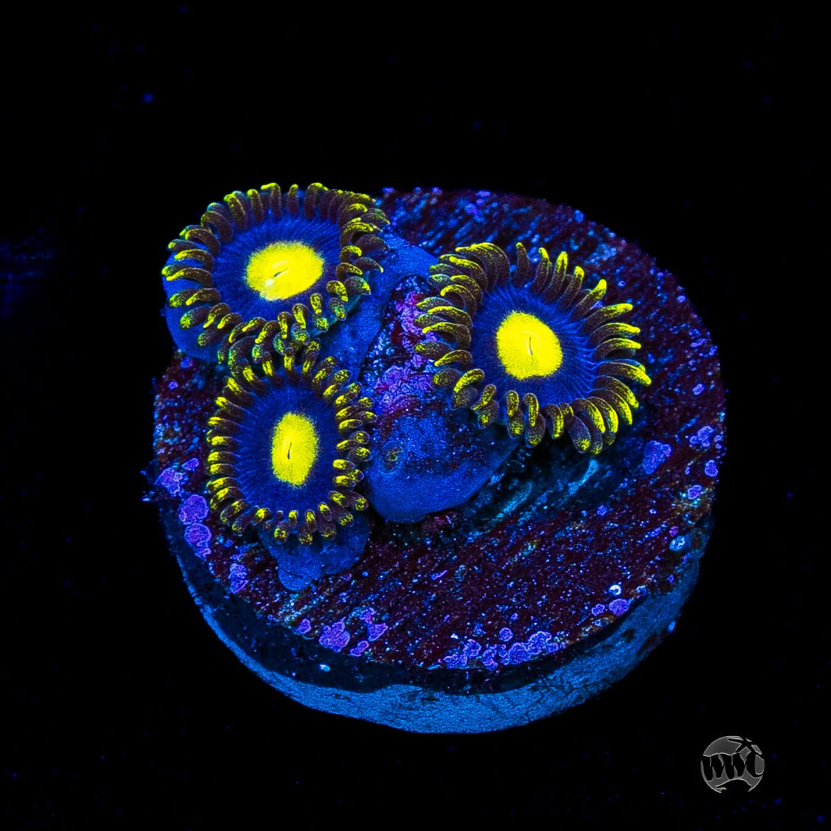 WWC Crazy Kimchi Zoanthids