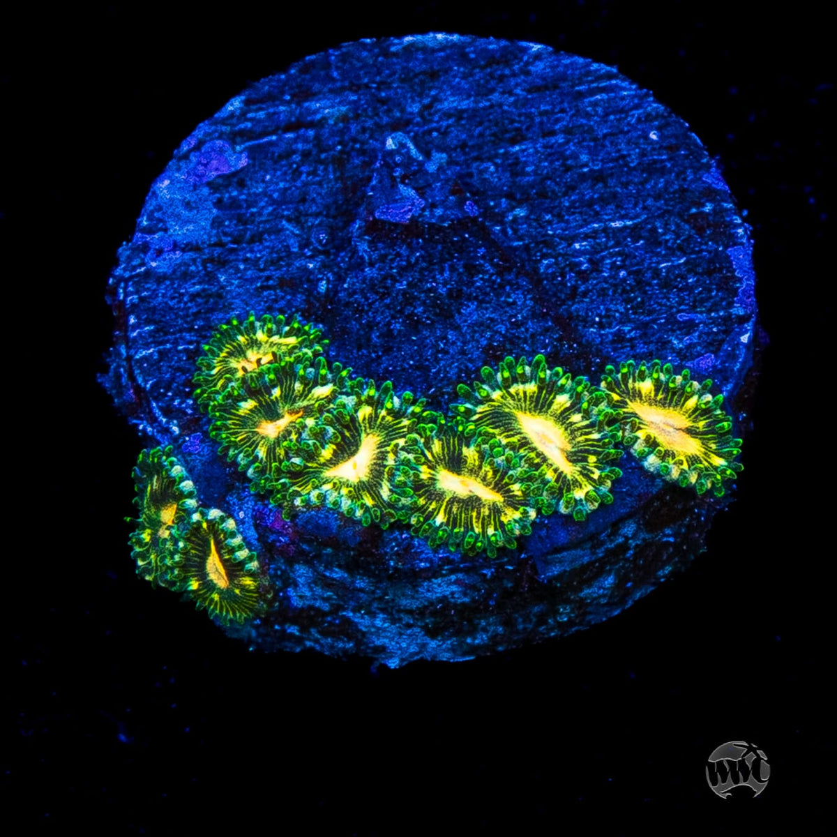 WWC Emerald Nightmare Zoanthids