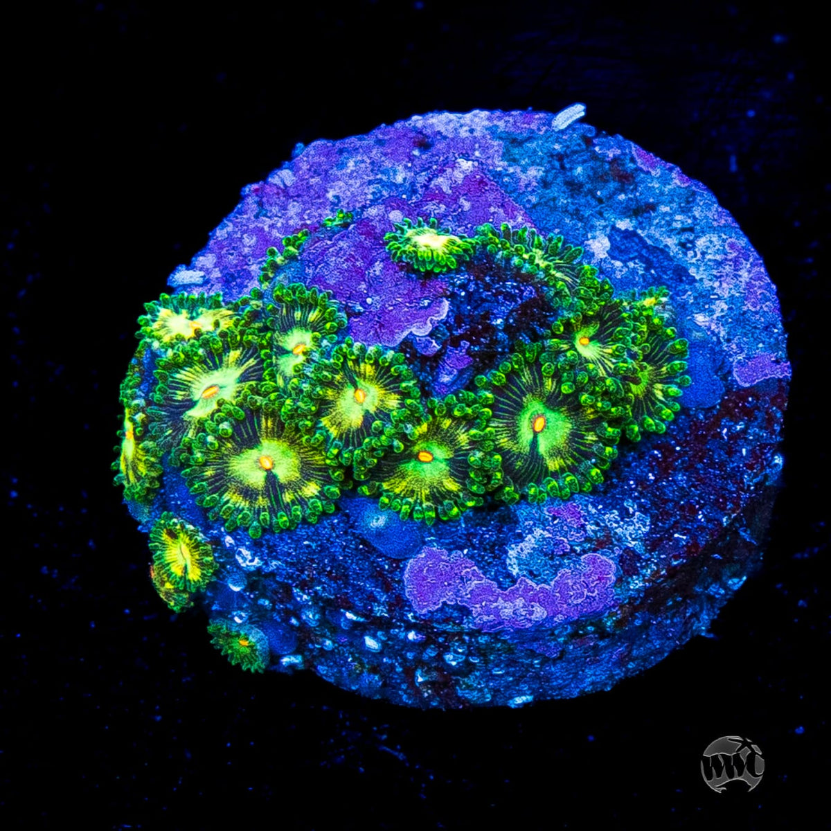 WWC Emerald Nightmare Zoanthids