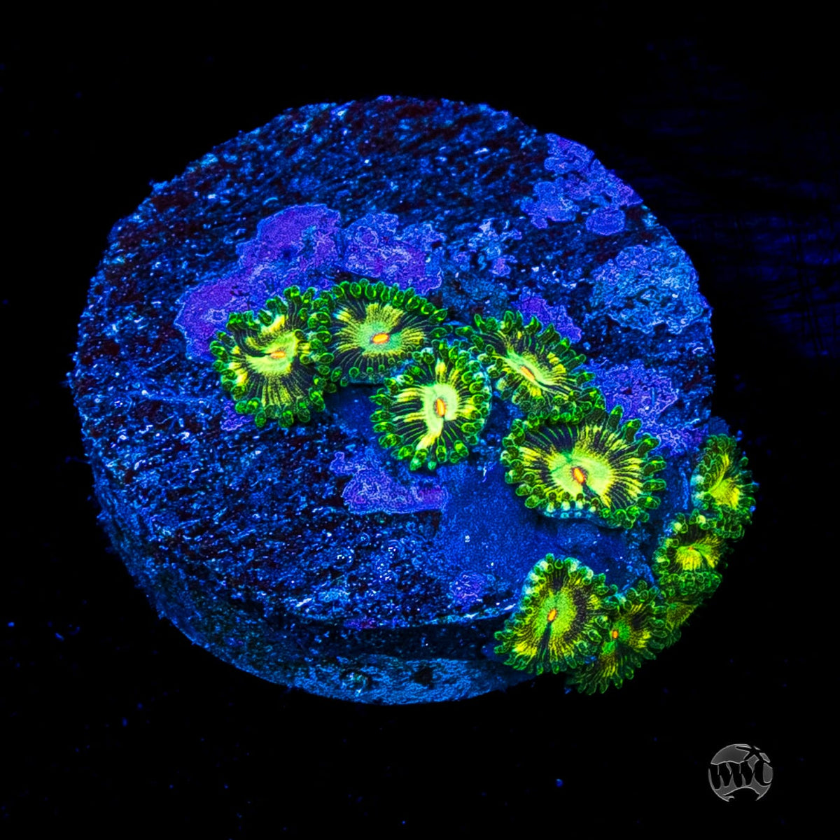 WWC Emerald Nightmare Zoanthids